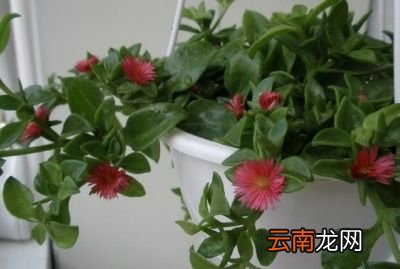 里飞花盆出好多的小黑虫有什么秒招