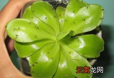 怎么解决这些小黑虫