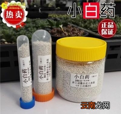 怎么解决这些小黑虫