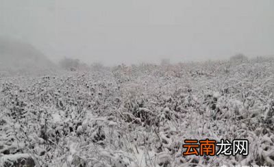 为什么2021年的冬天来的这么早