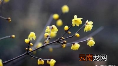 为什么2021年的冬天来的这么早
