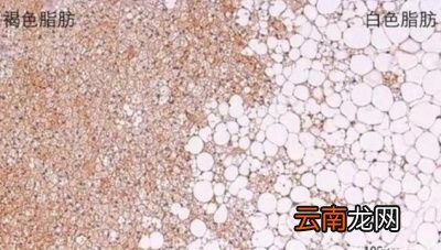也就是说更容易减肥吗