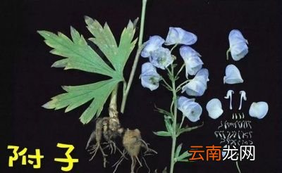 魔芋与附子的形态区别