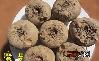 魔芋与附子的形态区别
