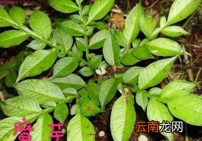 魔芋与附子的形态区别