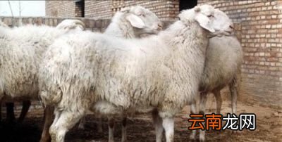 问题为何现在的人都不要羊皮了白送都没有人要
