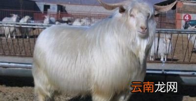 问题为何现在的人都不要羊皮了白送都没有人要