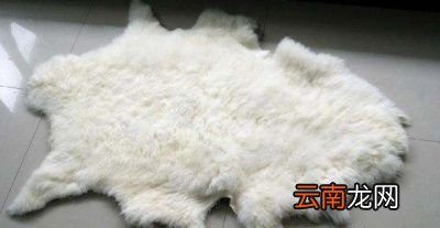 问题为何现在的人都不要羊皮了白送都没有人要