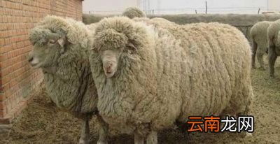 问题为何现在的人都不要羊皮了白送都没有人要