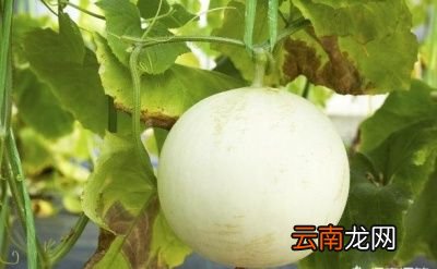 为什么甜瓜的瓜蒂是苦味的呢