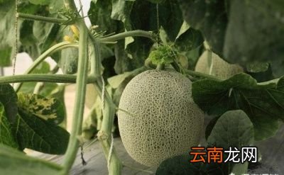 为什么甜瓜的瓜蒂是苦味的呢