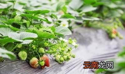 草莓苗子烂茎是什么原因呢