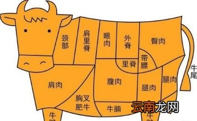 炖牛肉关键点之挑选牛肉