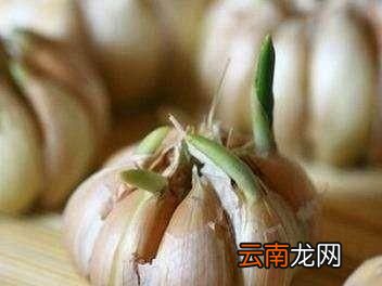 批发仓库是通过什么高科技控制生姜大蒜的发芽
