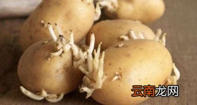 批发仓库是通过什么高科技控制生姜大蒜的发芽
