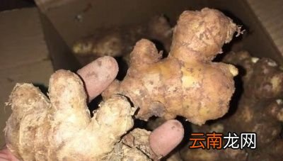 发芽的大蒜土豆生姜能不能吃了