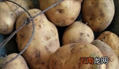 发芽的大蒜土豆生姜能不能吃了