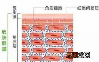 干性皮肤如何酌情选择卸妆油和卸妆水