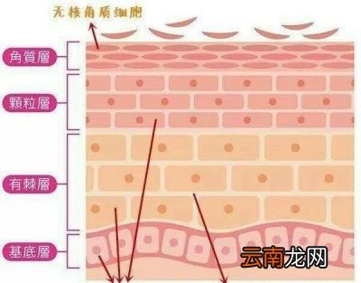干性皮肤如何酌情选择卸妆油和卸妆水