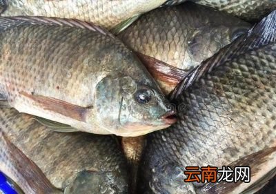 罗非鱼的处理和注意事项