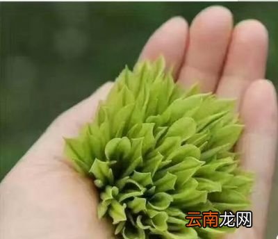 绿茶过期了还能干什么
