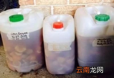 用橘皮泡过的水可以用来浇蟹爪兰吗
