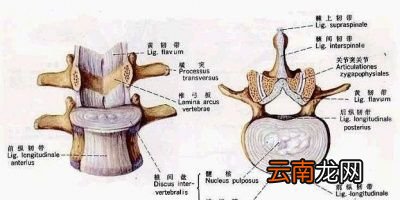 为什么说腰椎间盘突出和颈椎病不能根治呢