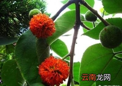 构树的果子吃了有什么好处呢