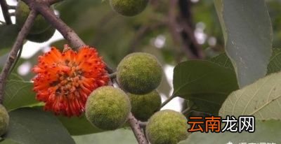构树的果子吃了有什么好处呢