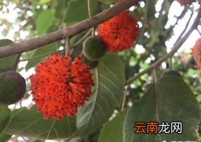构树的果子吃了有什么好处呢
