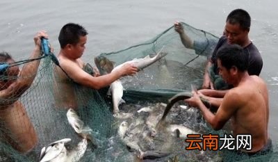 养殖的四大家鱼为什么没有鱼卵