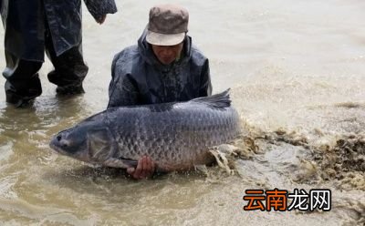 养殖的四大家鱼为什么没有鱼卵
