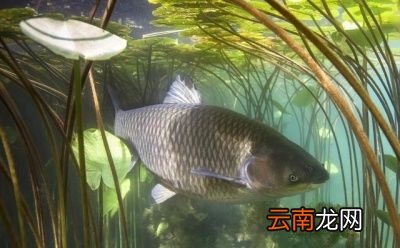 养殖的四大家鱼为什么没有鱼卵