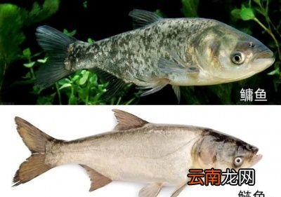 养殖的四大家鱼为什么没有鱼卵