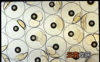 养殖的四大家鱼为什么没有鱼卵