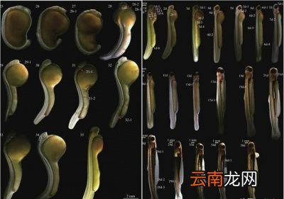养殖的四大家鱼为什么没有鱼卵