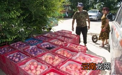 如何判断苹果品种的优劣