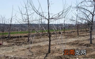 如何判断苹果品种的优劣