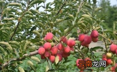 如何判断苹果品种的优劣