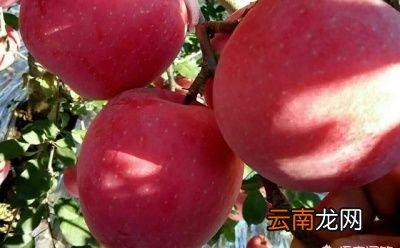 如何判断苹果品种的优劣