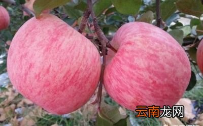 如何判断苹果品种的优劣