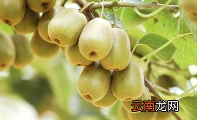 哪些水果不能吃呢