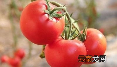 哪些水果不能吃呢