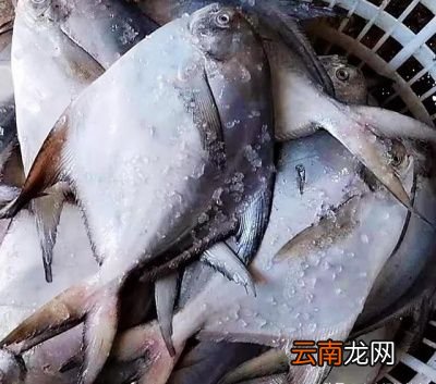 清蒸鱼怎么做好吃呢