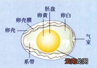 如何快速分辨鸡蛋新不新鲜