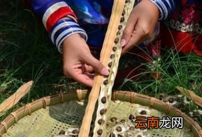 辣木籽服用的注意事项