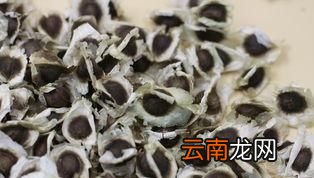 辣木籽服用的注意事项