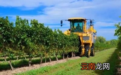 ——红酒为什么需要醒酒——