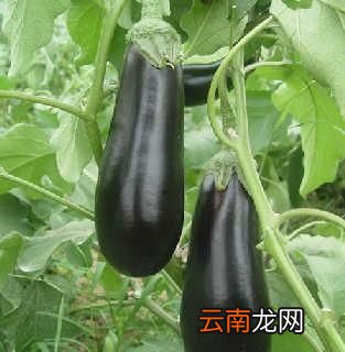 茄子为什么会变黑