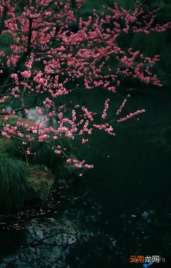 诗人们描写的四季美景 描写四季的诗句